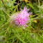 California thistle