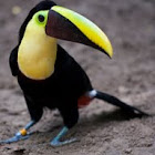Chestnut-mandibled Toucan