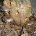 mushrooms