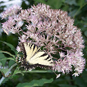 Yellow Swallowtail Butterfly