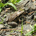 Wood Frog