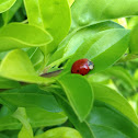Asian Lady Beetle
