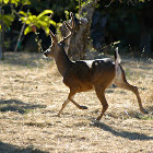 White-Tailed Deer