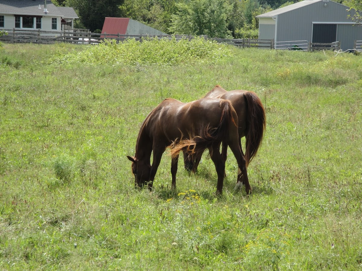 Horse