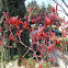 Kangaroo Paws