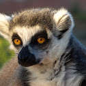 Ring-tailed lemur