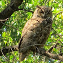 Great Horned Owl ~ Bubo virginianus