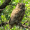 Great Horned Owl ~ Bubo virginianus