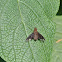 Bee Fly