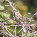Sedge Warbler