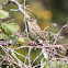 Sedge Warbler
