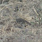 Indian Short-Toed Lark