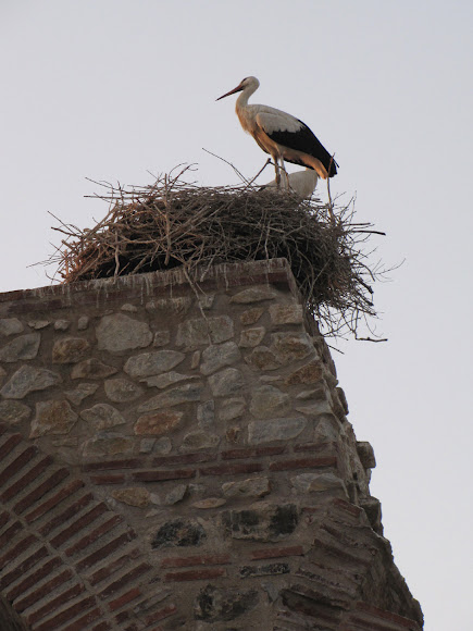 Spotting Image 1