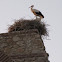 White Stork