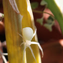 Flower (crab) spider