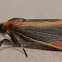 Subject Lichen Moth