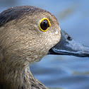 Lesser Whistling Duck
