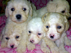Se Venden Hermosos Poodel Caniches Toys 100 Puro