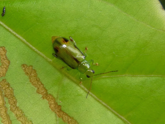 Spotting Image 1