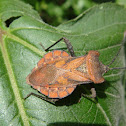 Coreid bug