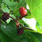 Mulberry