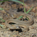 Texas Brown Snake
