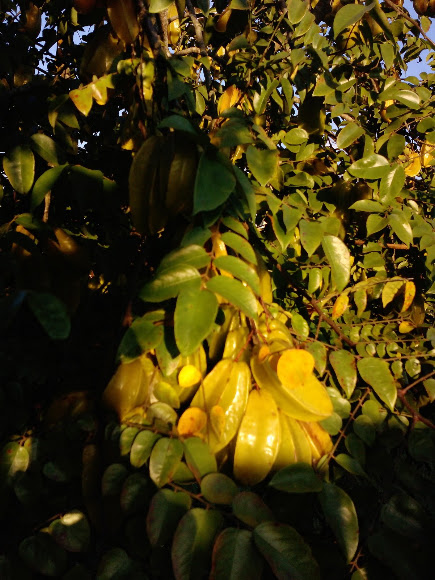 Spotting Image 1