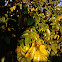 Carambola