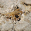 Crab