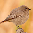 Colirrojo tizón (Black Redstart)