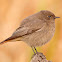 Colirrojo tizón (Black Redstart)