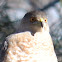 Cooper's Hawk