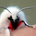 Vestal Tiger Moth