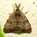 Plakker (Lymantria dispar)