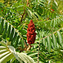Staghorn Sumac