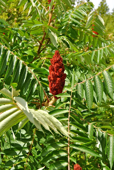 Spotting Image 1