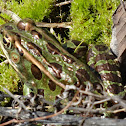 Northern Leopard frog