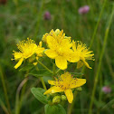 St. Johns Wort