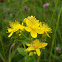 St. Johns Wort
