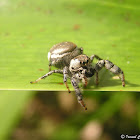 Jumping spider