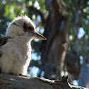 Laughing Kookaburra