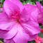 Azalea