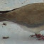 laughing dove