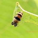 Froghopper