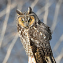 Long-Eared Owl