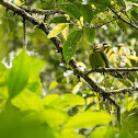 Fire-tufted Barbet