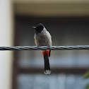 red vented bulbul
