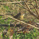 Carolina Wren