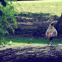 Egyptian Goose