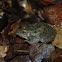 Southern Leopard Frog
